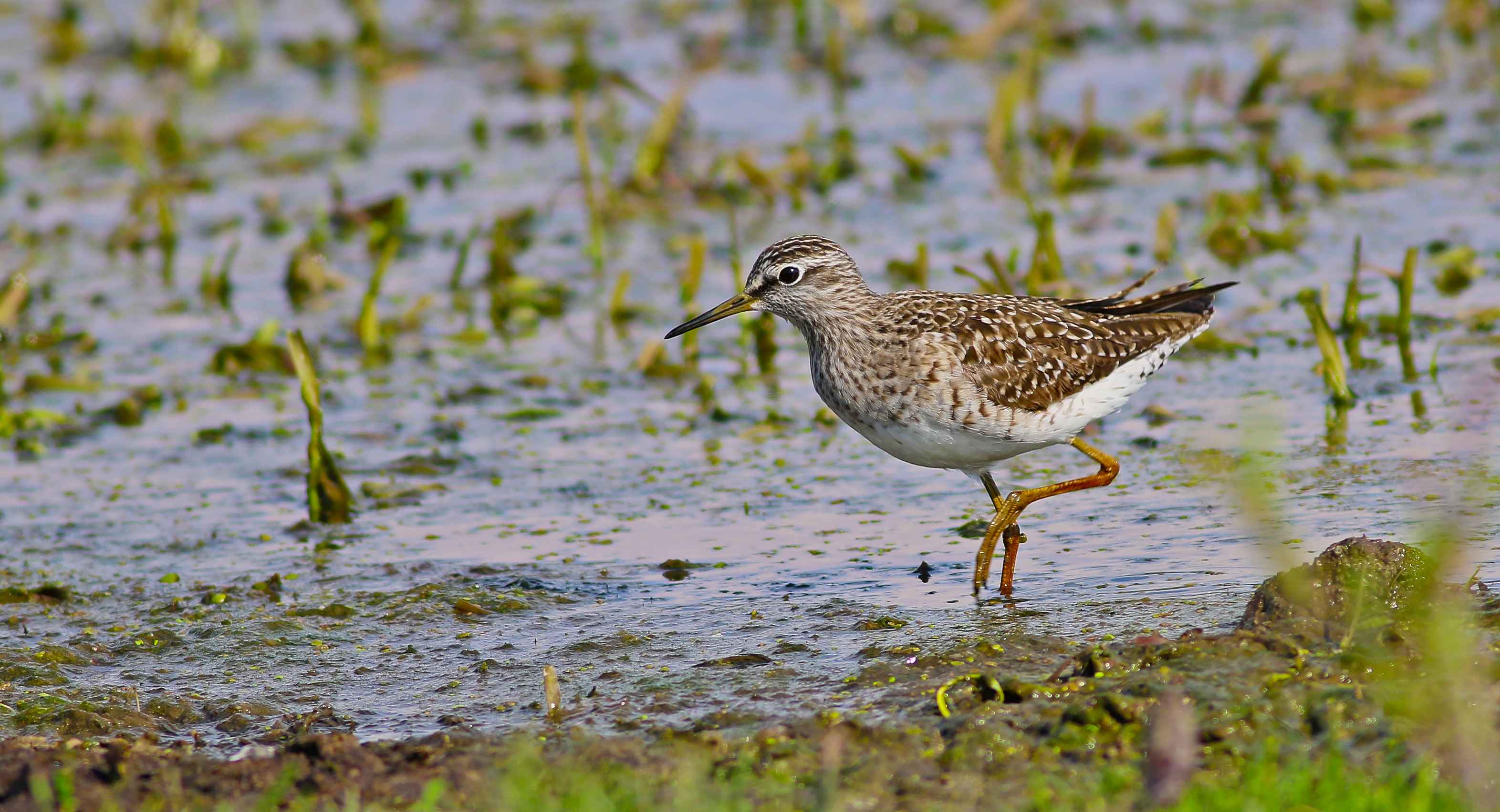 Wood Sandpiper
